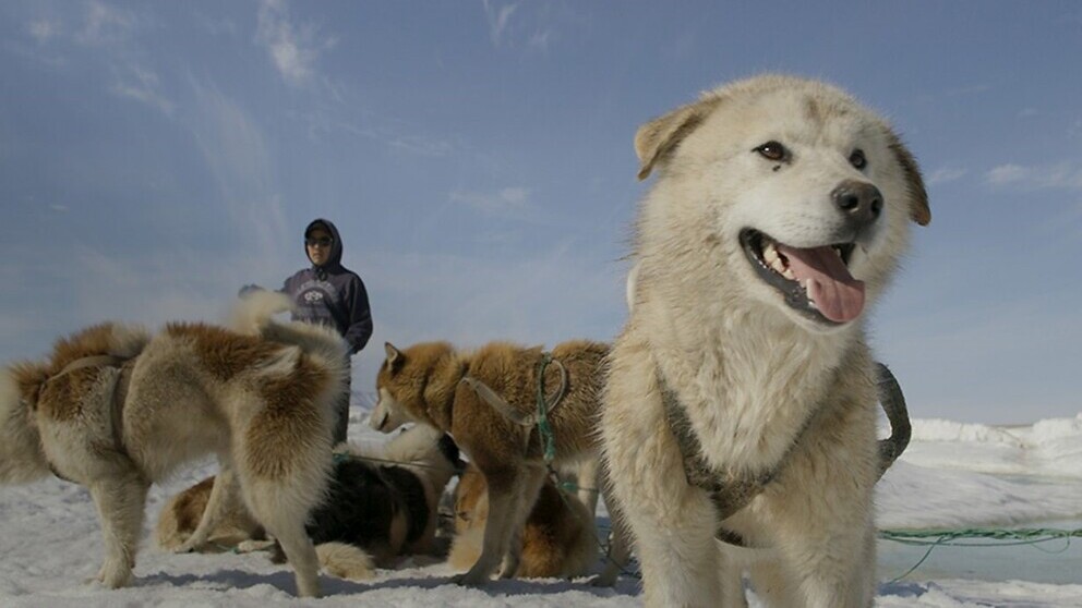 Frozen Planet II: Our Frozen Planet